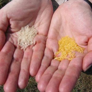 Long history, unclear future for 'Golden Rice'