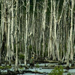 Mangrove forests among the most carbon-rich forests in the world