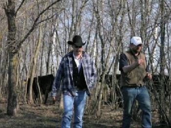 American cowboys bring beef cows to Russia