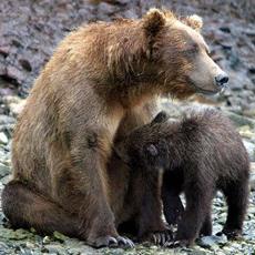 Mother bears may be more bark than bite