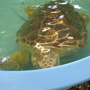Trauma center treats sea turtles