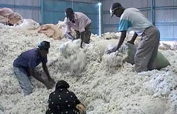Issues slow recovery of Kenya's cotton industry
