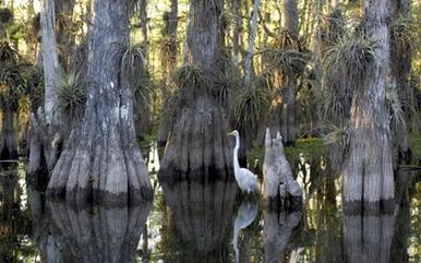 Everglades National Park – one of the world's great biological wonders