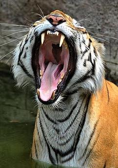 Proposed tourism ban renews tiger welfare debate in India