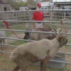 Two of Santa's reindeer flee in Texas (really)