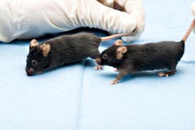 Scientists identify deafness gene in mice