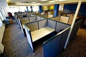 US worker bees toil in cubicles