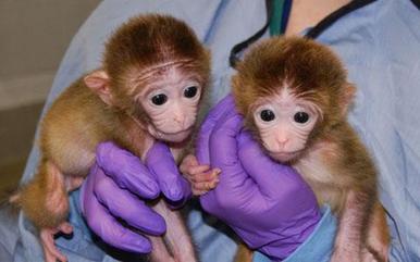 Scientists create first genetically engineered monkeys