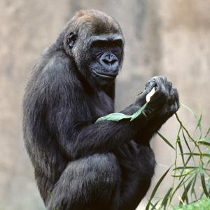 Genome shows humans more gorilla-like than thought