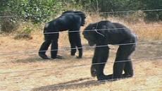 African sanctuaries rescue endangered chimpanzees