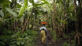 Project in DRC aims to increase fertilizer use