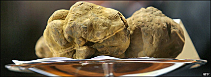Giant Truffle Auction 大型松露拍卖会