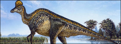 Dinosaur Found in China 中国山东发现恐龙化石群