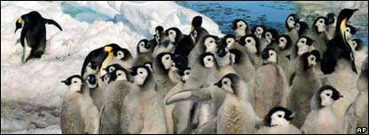 Emperor Penguins at Risk 南极皇帝企鹅危机