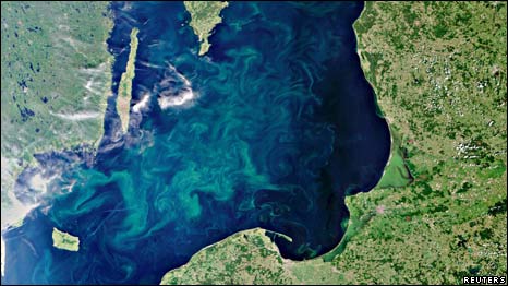 Baltic Algae 波罗的海绿藻疯长