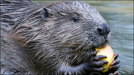 Beavers Back In Britain 河狸归来