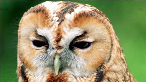 Owls Change Colour Due to Weather 气候变化使猫头鹰群体“变色”