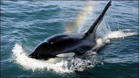 Silent Hunters 杀人鲸的狡猾捕食策略