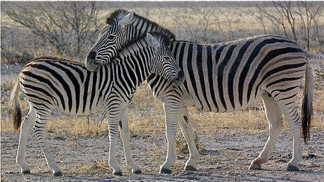 Why does a zebra have stripes? 斑马为何有斑纹