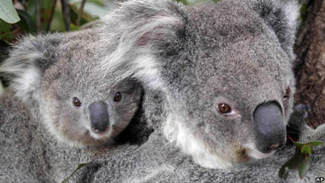 Protect koalas 保护树袋熊