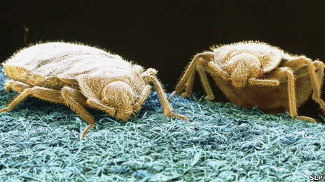 Battle of the bedbugs 与臭虫斗争