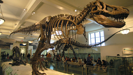 'Biggest dinosaur ever' discovered 史上最大恐龙化石出土