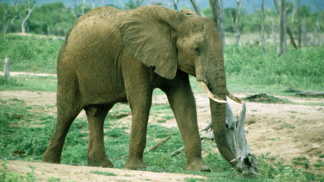 Poaching threatens African elephants 偷猎威胁非洲大象的生存