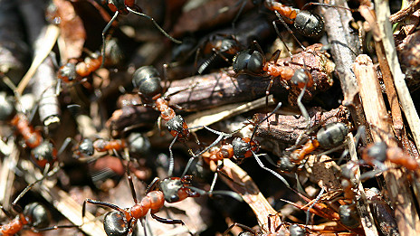 Environment shapes ants' 'personality' 环境塑造蚂蚁的