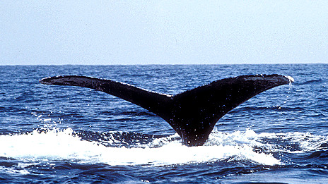 Whale makes record journey 灰鲸创哺乳动物迁徙距离最长纪录