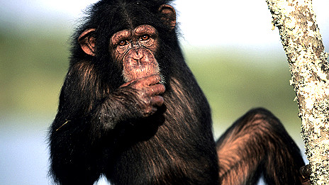 Chimps 'have a taste for alcohol' 黑猩猩也喜欢喝酒