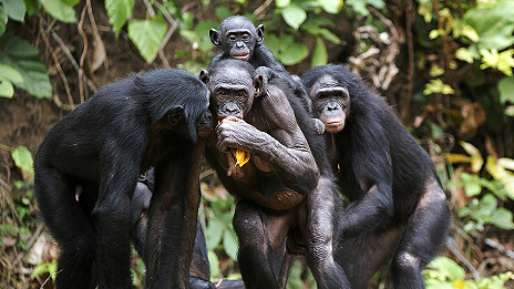 Bonobos' clue to speech evolution 倭黑猩猩的叫声为语言进化提供线索
