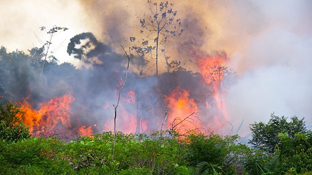 Humans make rainforest more flammable 人类活动使热带雨林更易燃