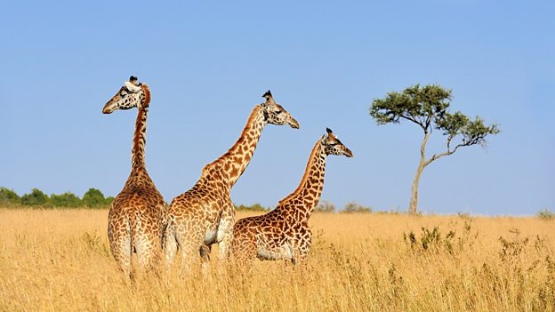 Giraffes added to ‘vulnerable’ list 长颈鹿被列入“易危”物种名单