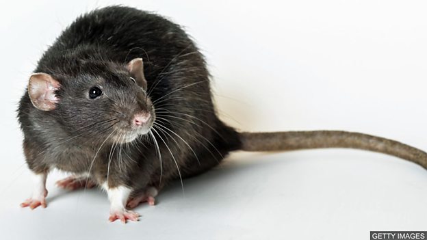 Black Death 'spread by humans not rats' 黑死病“由人类而非老鼠传播”