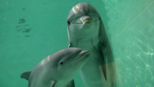 研究：海豚同人类一样有自己的“名字”