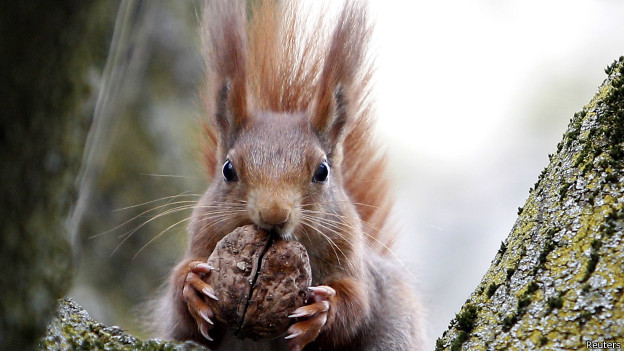 To squirrel something away 把东西储藏起来