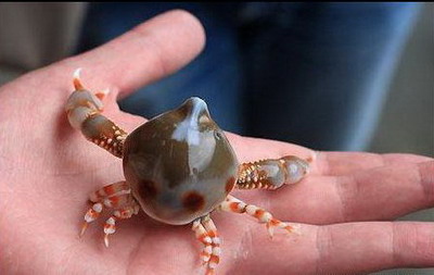 世界长相最古怪的螃蟹大集合