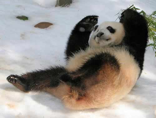 熊猫也要耍瑜伽