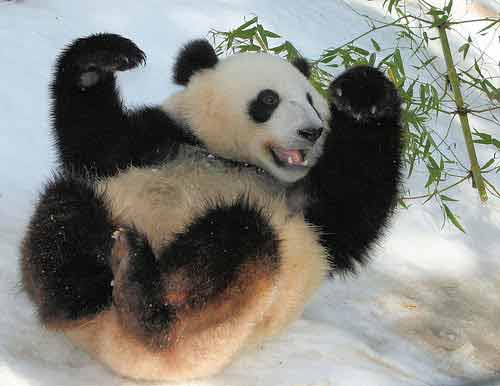 熊猫也要耍瑜伽