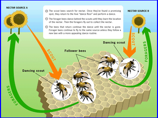 蜜蜂的“舞蹈”如何提高网络服务器效率的？