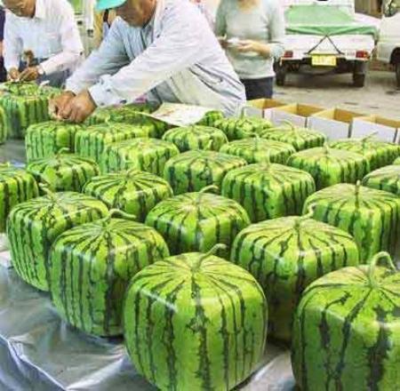 Square watermelon,grown in boxes 方形西瓜问世