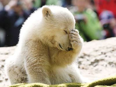明星北极熊“克努特”猝死 曾与莱昂纳多同登封面