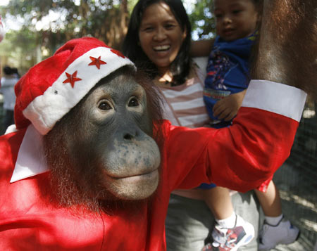 Orangutan wears Santa Claus outfit