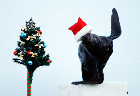 Sealion wears Santa hat for Christmas holiday season