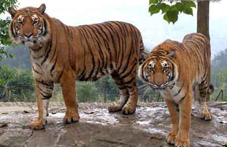 印度政府为保护老虎迁移整座村庄
