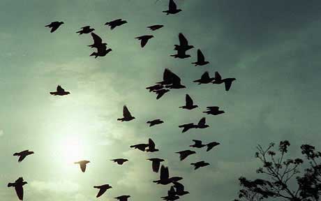 英国现“空中百慕大”大量鸽子神秘失踪