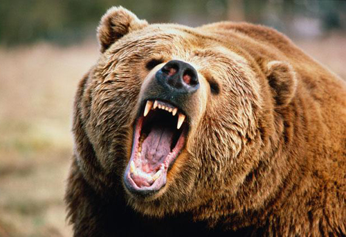 棕熊咆哮表情包图片