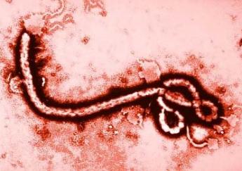 西非国家“埃博拉病毒”蔓延