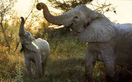 非洲象在动物王国中嗅觉最灵敏