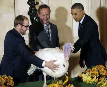 奥巴马感恩节赦免火鸡“奶酪”